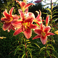 Лилия от-гибрид Монтего-Бей