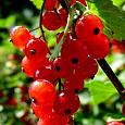 Смородина красная Валентиновка