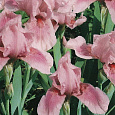 Ирис карликовый Пинк Кастион