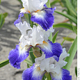 Ирис германский Ruban  Blue Ирис германский Ruban  Blue