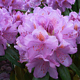 Рододендрон гибридный Алла