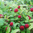 Малина земляничная (тибетская)