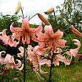 Лилия Pink Giant
