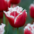 Тюльпан бахромчатый Нью Санта
