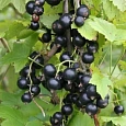 Смородина черная Ожерелье