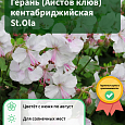 Герань (Аистов клюв) кентабриджийская St.Ola