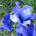 Ирис сибирский Ego Ирис сибирский Ego