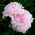 Пион молочноцветковый Albert Crousse