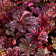 Гейхера гибридная Миднайт Роуз