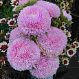 Астра Большая хризантема розовая