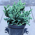 Можжевельник чешуйчатый Блю Сведе