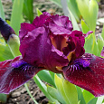 Ирис карликовый Черри Гарден Ирис карликовый Черри Гарден