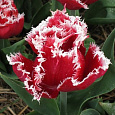Тюльпан бахромчатый Нью Санта