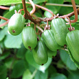 Актинидия коломикта Ароматная (женский)