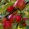 Яблоня Солнцедар Яблоня Солнцедар