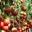 Томат Москвич