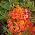 Азалия гибридная Кокцинеа Специоза