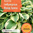 Хоста гибридная Вайд Брим