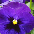 Виола крупноцветковая Колоссус Дип Блю виз Блотч