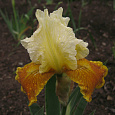 Ирис германский Honey  Glazed