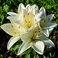Лилия азиатская Инувик
