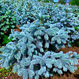 Ель голубая Super Blue Seedling
