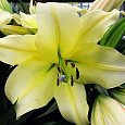 Лилия ОТ-гибрид Биг Бразер