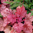 Гейхера гибридная Georgia Peach