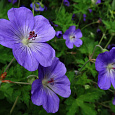 Герань гибридная Блу Блад