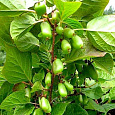 Актинидия коломикта Ароматная (женский)