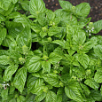 Базилик зеленый Базилик зеленый