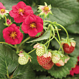 Земляника садовая Гирлянда Земляника садовая Гирлянда
