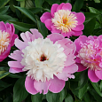 Пион травянистый Боул ов Бьюти