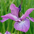 Ирис сибирский Wine Wings