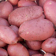 Картофель семенной Ред Скарлет