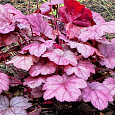 Гейхера  Grape Soda