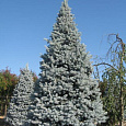 Ель колючая Костер