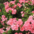Флокс друммонда Промис розовый