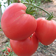 Томат Розовое сердце