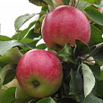 Яблоня Дочь Мелбы