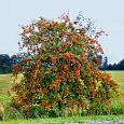 Рябина обыкновенная Пендула штамб