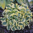 Хоста гибридная Мини Скерт