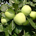 Яблоня  Московское позднее Яблоня  Московское позднее
